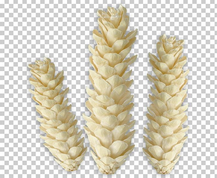 Emmer Sprouted Wheat PNG, Clipart, Cereal, Cereal Germ, Commodity, Emmer, Food Grain Free PNG Download