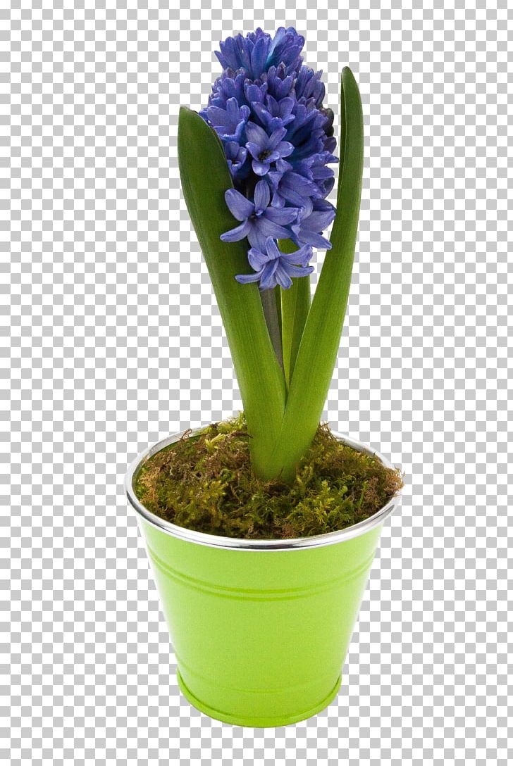 Flower Houseplant Hyacinthus Orientalis Floraison PNG, Clipart, Asparagaceae, Blue, Floraison, Flower, Flower Bouquet Free PNG Download