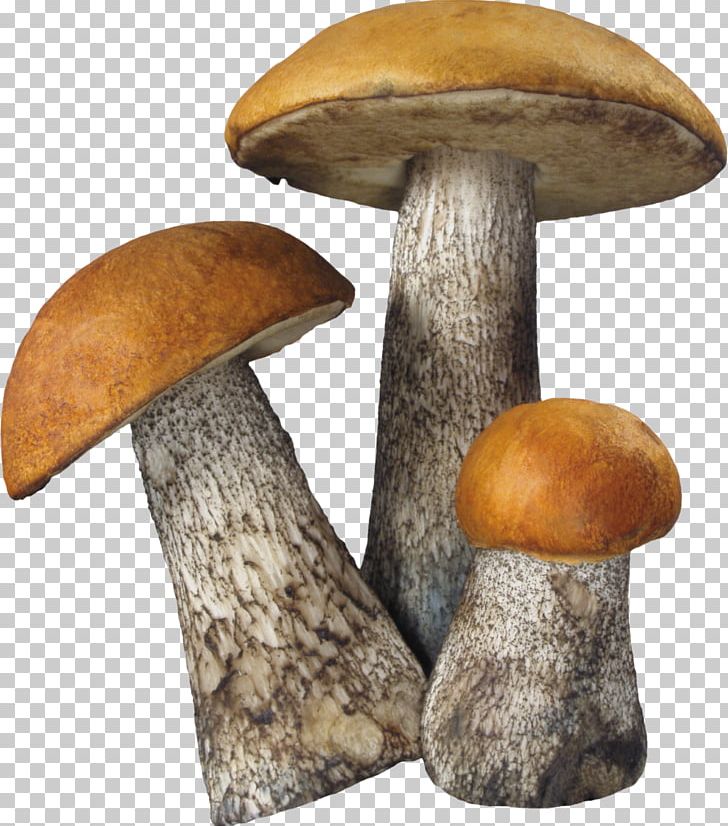 Fungus Death Cap Aspen Mushroom PNG, Clipart, Aspen, Aspen Mushroom, Common Mushroom, Death Cap, Edible Mushroom Free PNG Download