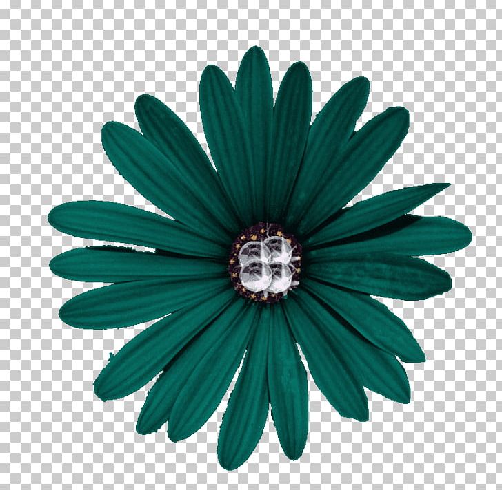 Gruppo Padana Ortofloricoltura Dei F.Lli Gazzola S.S. Hotel Villa Aurora Flower PNG, Clipart, Common Daisy, Computer Icons, Daisy Family, Flower, Gratis Free PNG Download