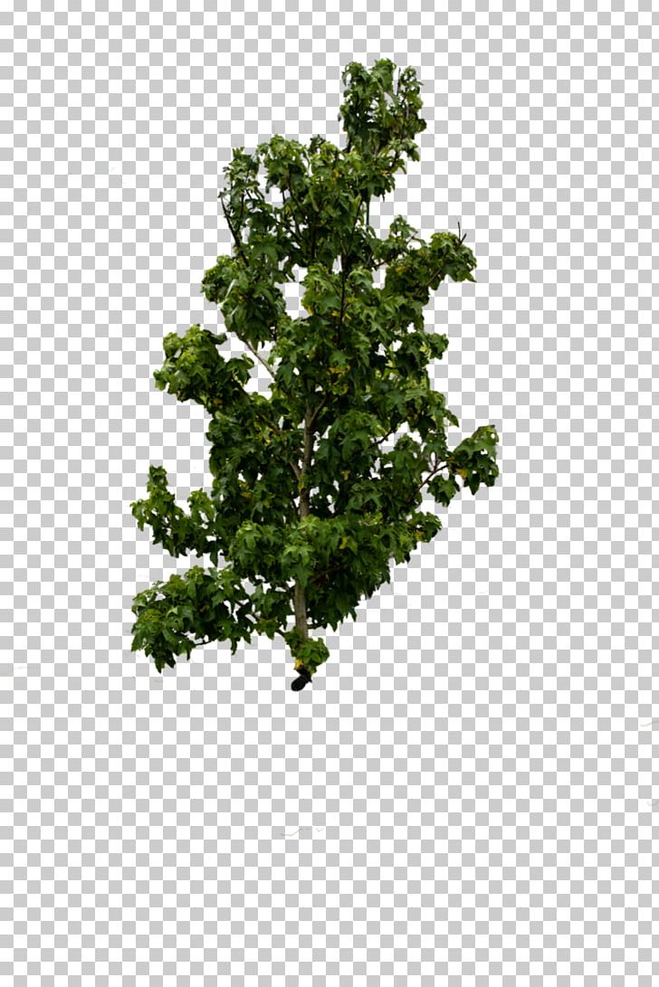 Shrub Leaf Branching PNG, Clipart, Branch, Branching, Grass, Hedera, Leaf Free PNG Download