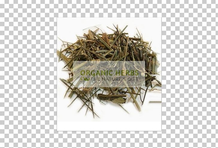 Swertia Green Chiretta Medicinal Plants Root PNG, Clipart, Amazoncom, Bancha, Bird Nest, Botanical Name, Dianhong Free PNG Download