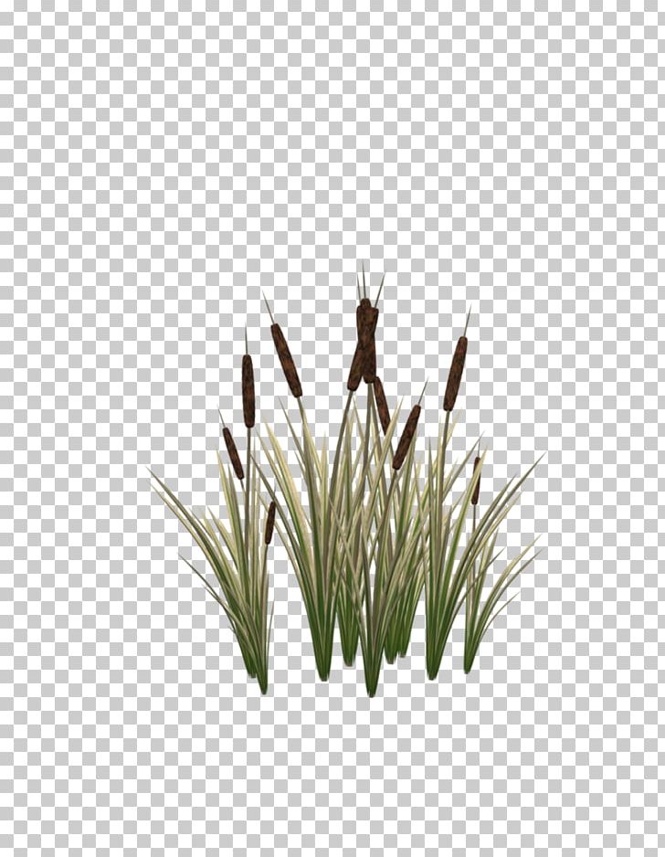 Typha Latifolia Cat Plant Tail PNG, Clipart, Animals, Art, Cat, Cattail, Clip Art Free PNG Download