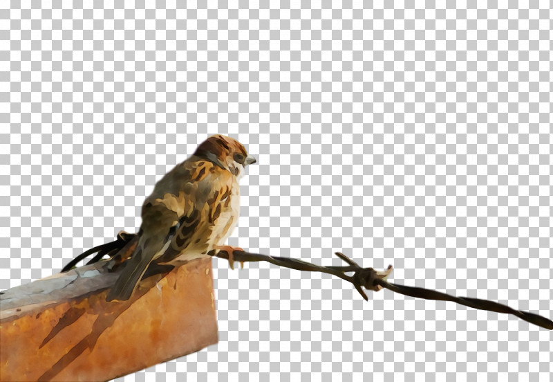 Feather PNG, Clipart, Beak, Cuckoos, Feather, Finches, House Free PNG Download