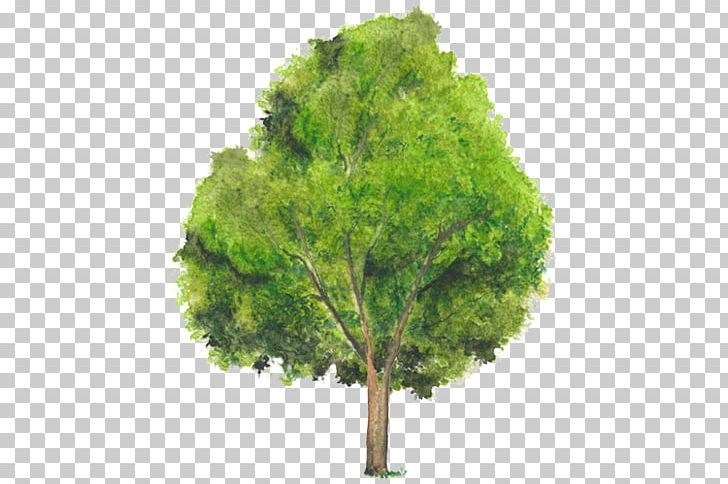 Vegetation Leaf Evergreen Lawn PNG, Clipart, Americana, Branch, Evergreen, Grass, Lawn Free PNG Download