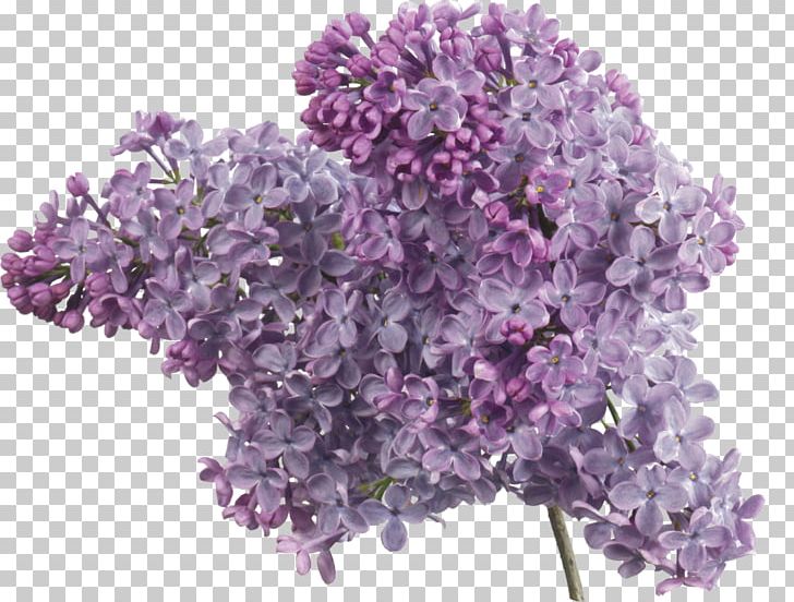 Common Lilac Lavender PNG, Clipart, Color, Common Lilac, Cut Flowers, Flower, Flowering Plant Free PNG Download