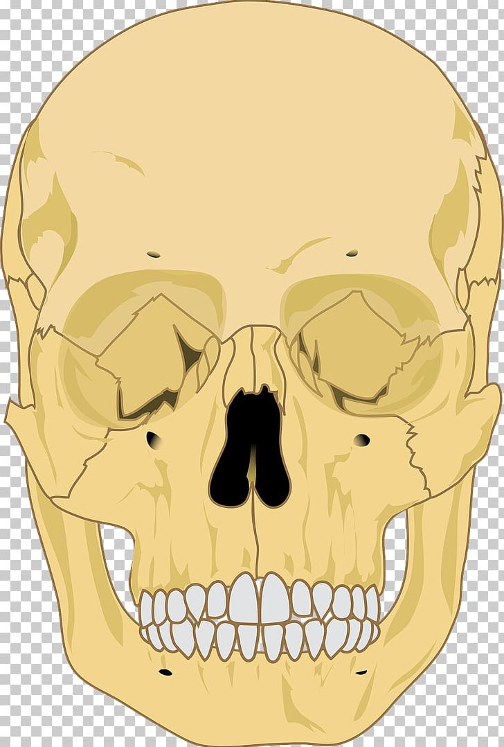 Human Skeleton Human Skull Anatomy PNG, Clipart, Anatomy, Axial Skeleton, Bone, Face, Facial Hair Free PNG Download
