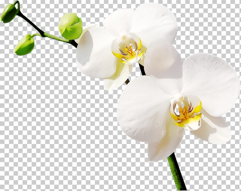 Flower Moth Orchid White Plant Petal PNG, Clipart, Branch, Cut Flowers, Flower, Moth Orchid, Orchid Free PNG Download
