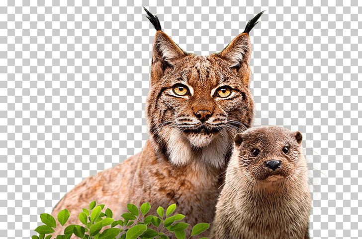 Cat Whiskers Eurasian Lynx Wildlife Conservation Animal PNG, Clipart, Animal, Bobcat, Carnivoran, Cat, Cat Like Mammal Free PNG Download