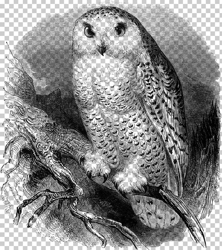 Great Grey Owl Bird Snowy Owl Great Horned Owl PNG, Clipart, Animals, Art, Barn Owl, Barred Owl, Beak Free PNG Download