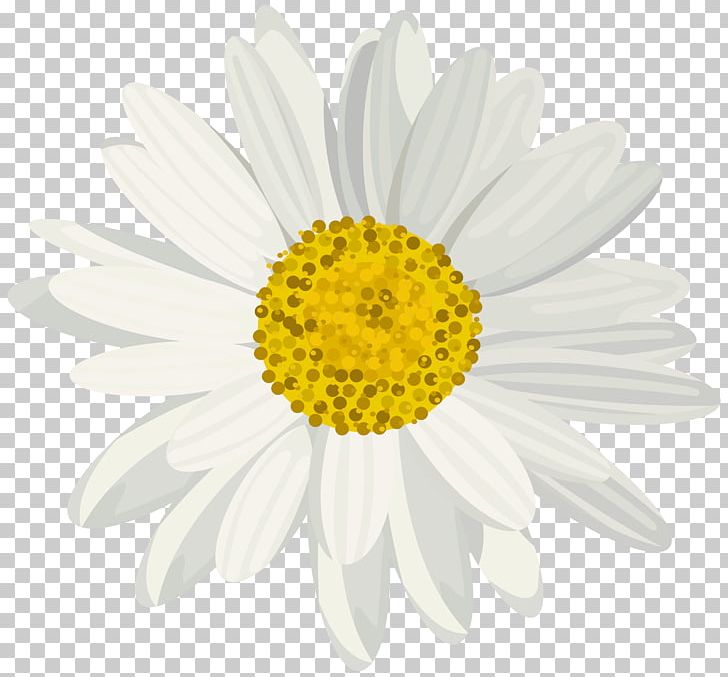 Photography PNG, Clipart, Chamaemelum Nobile, Chrysanths, Cut Flowers, Daisy, Daisy Family Free PNG Download