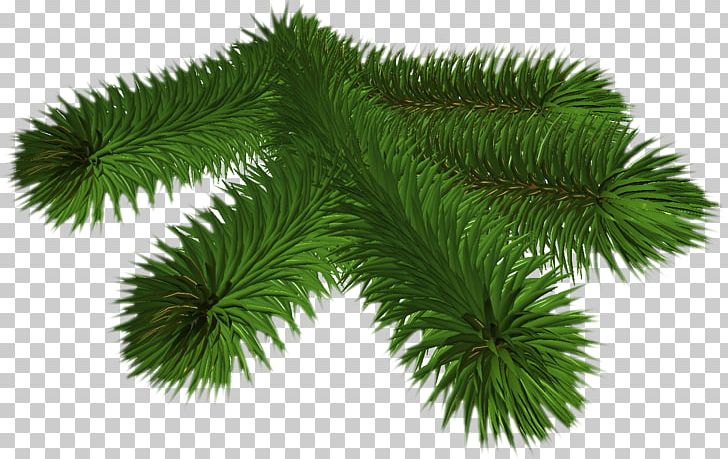 Pine Spruce Conifers Fir Needle PNG, Clipart, Branch, Christmas Ornament, Conifer, Conifer Cone, Conifers Free PNG Download