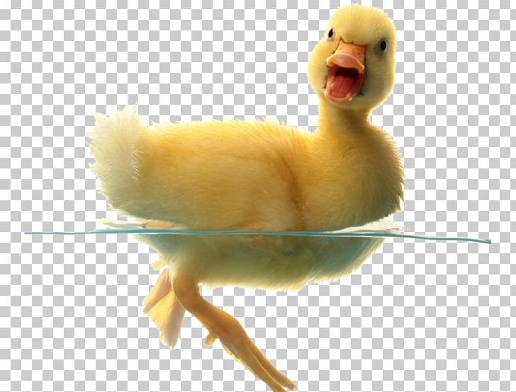 Baby Ducks American Pekin Rouen Duck PNG, Clipart, American Pekin, Animals, Baby Ducks, Beak, Bird Free PNG Download