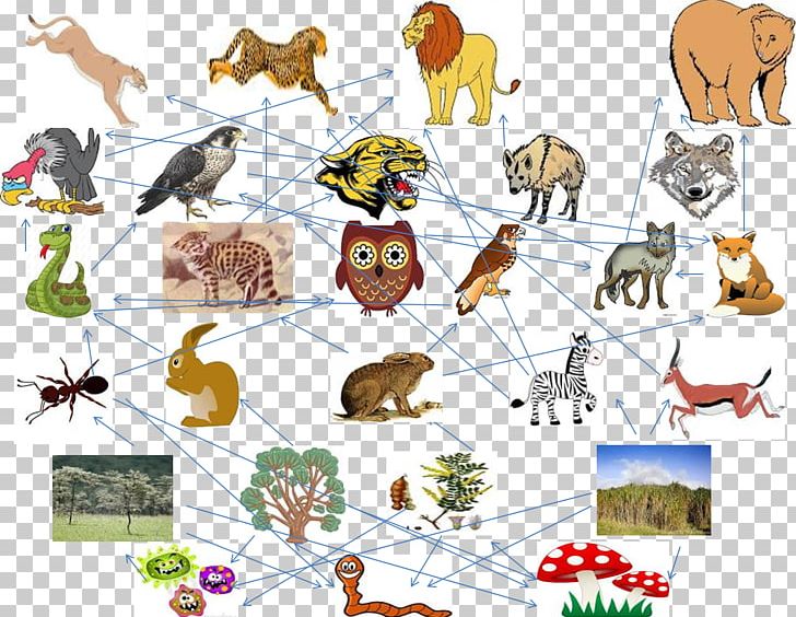 Black-footed Cat Food Chain Eating Food Web PNG, Clipart, Animal, Animal  Figure, Animals, Area, Blackfooted