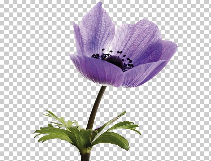 Tulip Flower Photography PNG, Clipart, Anemone, Birthday, Digital Image, Flower, Flower Bouquet Free PNG Download