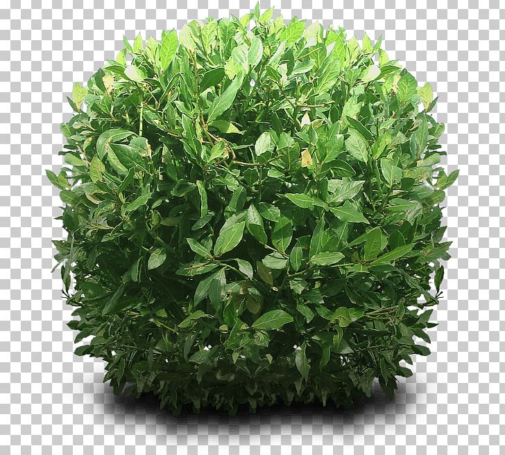 Bush Round PNG, Clipart, Bushes And Branches, Nature Free PNG Download
