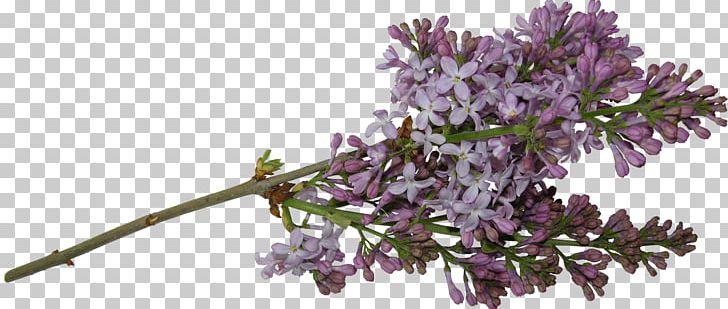 Cut Flowers Lilac Tree PNG, Clipart, Blossom, Branch, Clip Art, Cut Flowers, Flower Free PNG Download