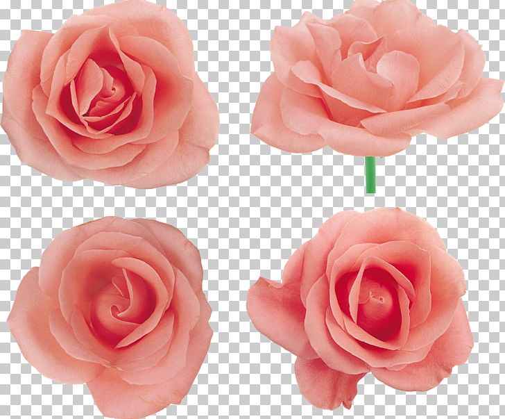 Garden Roses Centifolia Roses Floribunda Pink Flower PNG, Clipart, Artificial Flower, Centifolia Roses, Cut Flowers, Floribunda, Flower Free PNG Download