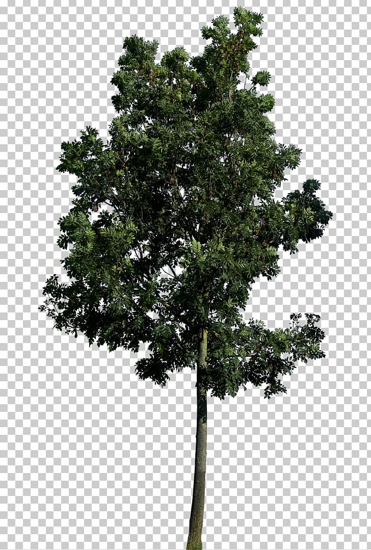 Populus Nigra Tree Landscape Architecture Landscaping PNG, Clipart, Architecture, Best, Branch, Conifer, Cottonwood Free PNG Download