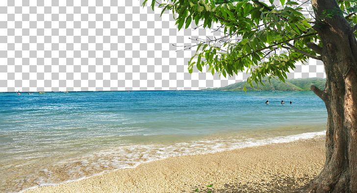 Shore Beach Bay PNG, Clipart, Adobe Illustrator, Background Vector, Bay, Bay Vector, Beaches Free PNG Download