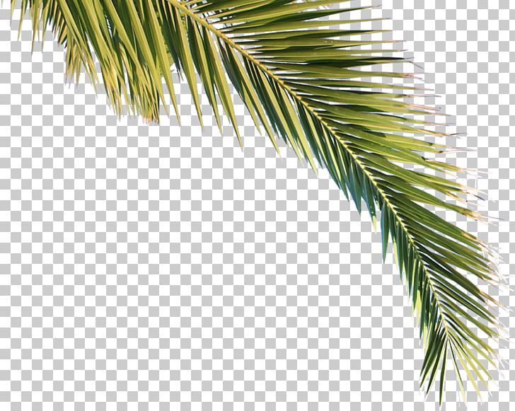 Arecaceae Asian Palmyra Palm Tree Pine Clima Subtropical PNG, Clipart, Arecaceae, Arecales, Asian Palmyra Palm, Borassus, Borassus Flabellifer Free PNG Download