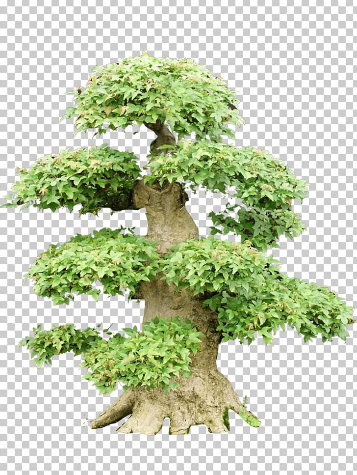 Chinese Sweet Plum Tree Artist PNG, Clipart, Art, Artist, Bonsai, Chinese, Community Free PNG Download