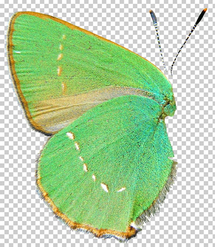 Colias Butterfly Insect Wing PNG, Clipart, Arthropod, Brush Footed Butterfly, Buterfly, Butterfly, Colias Free PNG Download