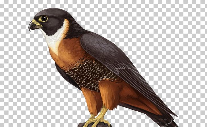Falcon Hawk PNG, Clipart, Animals, Beak, Bird, Bird Of Prey, Concept Art Free PNG Download