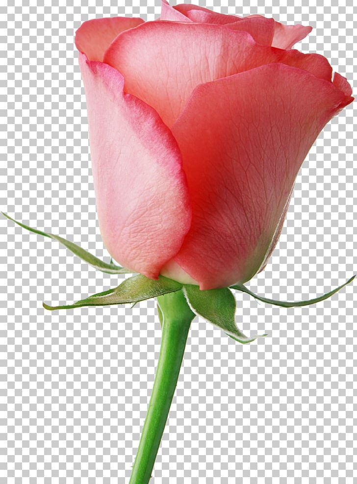 Flower Livre Brasil Valentine's Day Rose Gift PNG, Clipart, Bra, Bud, Closeup, Cut Flowers, Floribunda Free PNG Download