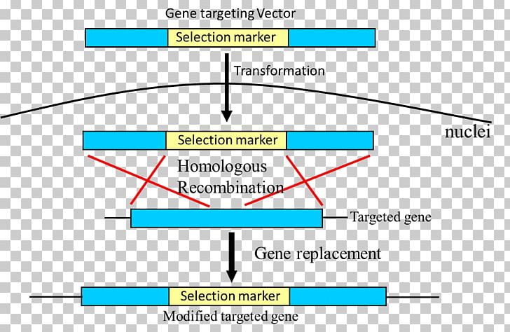 Schematic Gene Targeting Genetic Recombination Diagram Polymerase Chain Reaction PNG, Clipart, Angle, Area, Circle, Circuit Diagram, Crispr Free PNG Download