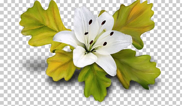 Lilium PNG, Clipart, Designer, Flower, Flowering Plant, Fresh, Green Free PNG Download