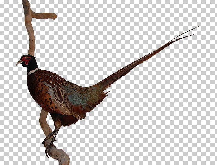 Pheasant Feather Beak Animal Chicken As Food PNG, Clipart, Animal, Animal Figure, Animals, Arizona, Beak Free PNG Download