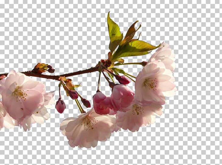 Prunus Serrulata Cerasus Cherry Blossom PNG, Clipart, Background White, Black White, Blossom, Blossoms, Branch Free PNG Download