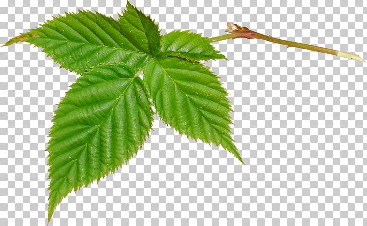 Leaf Green Icon PNG, Clipart, Background Green, Beautiful, Beautiful Foliage, Branch, Download Free PNG Download