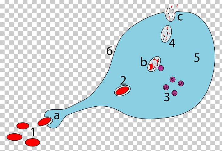 Macrophage GcMAF Pathogen Phagosome Ingestion PNG, Clipart, Antibody, Antigen, Area, B Cell, Cell Free PNG Download