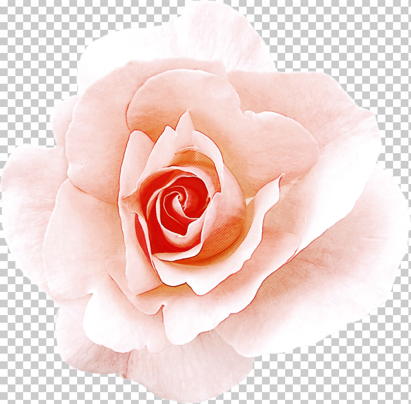 Garden Roses PNG, Clipart, Floribunda, Flower, Garden Roses, Hybrid Tea Rose, Petal Free PNG Download