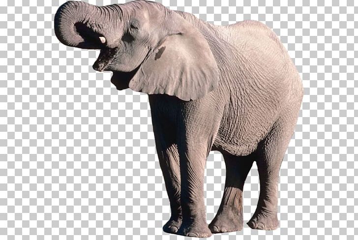 African Bush Elephant Portable Network Graphics Elephants Psd PNG, Clipart, African Bush Elephant, African Elephant, Animals, Computer Icons, Download Free PNG Download