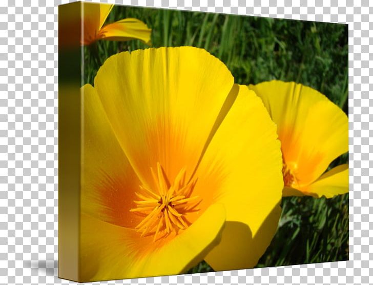 California Poppy Wildflower Flowering Plant PNG, Clipart, California Poppy, Computer Wallpaper, Desktop Wallpaper, Eschscholzia Californica, Family Free PNG Download