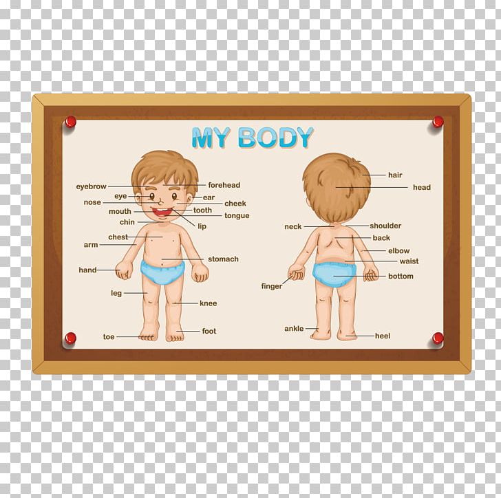 Human Body Anatomy Stock Photography PNG, Clipart, Area, Body, Body Parts, Boy, Boy Vector Free PNG Download