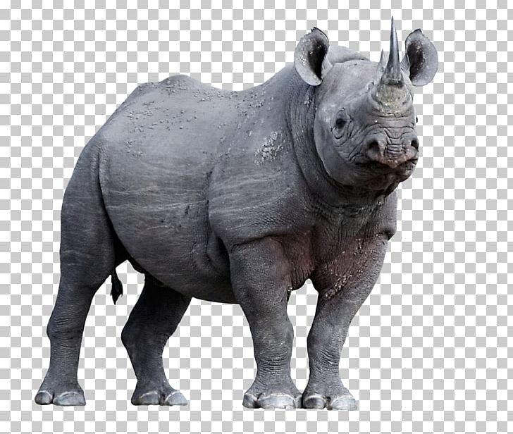Javan Rhinoceros Horn Animal Endangered Species PNG, Clipart, Animal, Black Rhinoceros, Celebrities, Endangered Species, Horn Free PNG Download