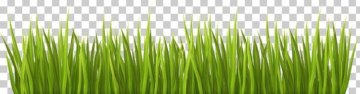 Lawn Garden PNG, Clipart, Chrysopogon Zizanioides, Clip Art, Commodity, Computer Icons, Desktop Wallpaper Free PNG Download