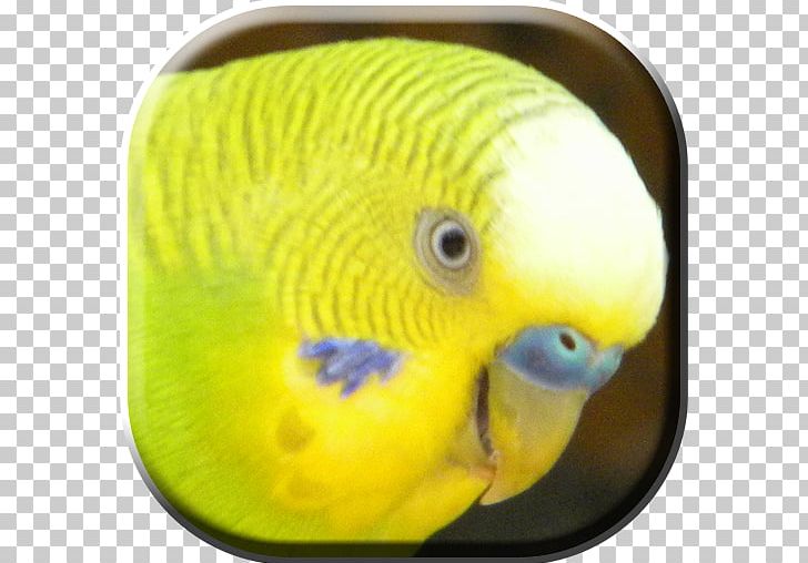 Lovebird Parakeet Pet Beak Animal PNG, Clipart, Amazon Animals, Animal, Beak, Bird, Common Pet Parakeet Free PNG Download