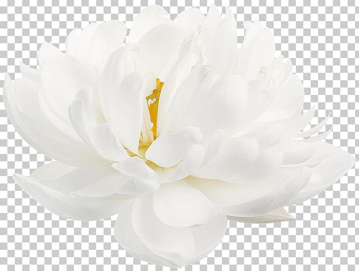 Nelumbo Nucifera Flower White Petal Desktop PNG, Clipart, Arumlily, Blue, Desktop Wallpaper, Egyptian Lotus, Flower Free PNG Download