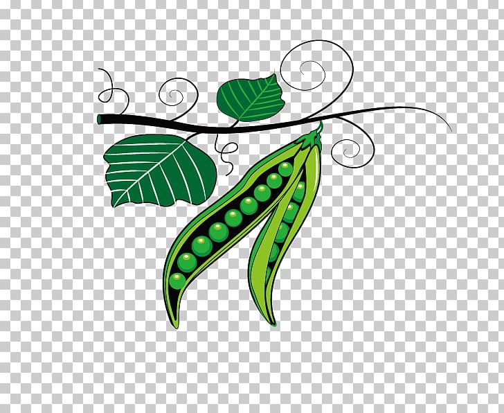 Pea Pulse Mung Bean PNG, Clipart, Butterfly Pea, Butterfly Pea Flower, Cartoon Peas, Flora, Flowering Plant Free PNG Download