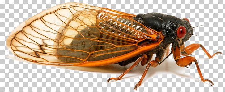 Periodical Cicadas Insect Wing Auchenorrhyncha Brood X PNG, Clipart, Animal, Animals, Arthropod, Auchenorrhyncha, Brood X Free PNG Download