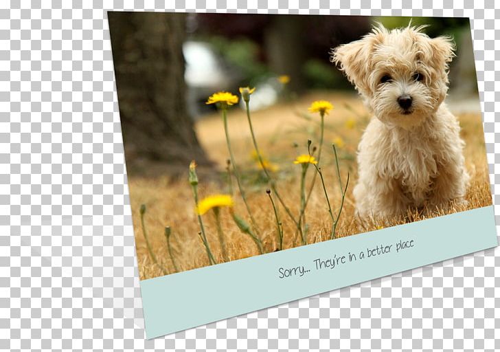 Puppy Havanese Dog Poodle Bolognese Dog Cavalier King Charles Spaniel PNG, Clipart,  Free PNG Download