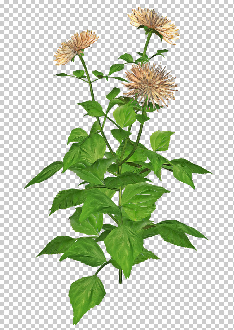 Flower Plant Distaff Thistles PNG, Clipart, Distaff Thistles, Flower, Plant Free PNG Download