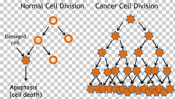 Cancer Cell Cell Cycle Cell Division PNG, Clipart, Angle, Apoptosis, Area, Benign Tumor, Blood Cell Free PNG Download