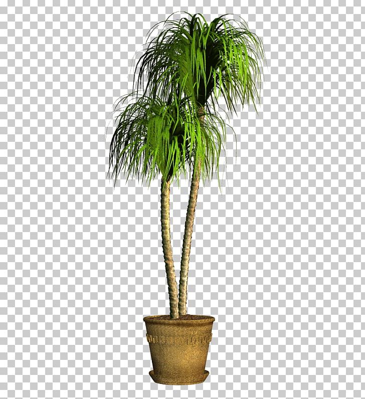 Coconut Flowerpot Houseplant Date Palm Evergreen PNG, Clipart, Arecaceae, Arecales, Coconut, Date Palm, Evergreen Free PNG Download