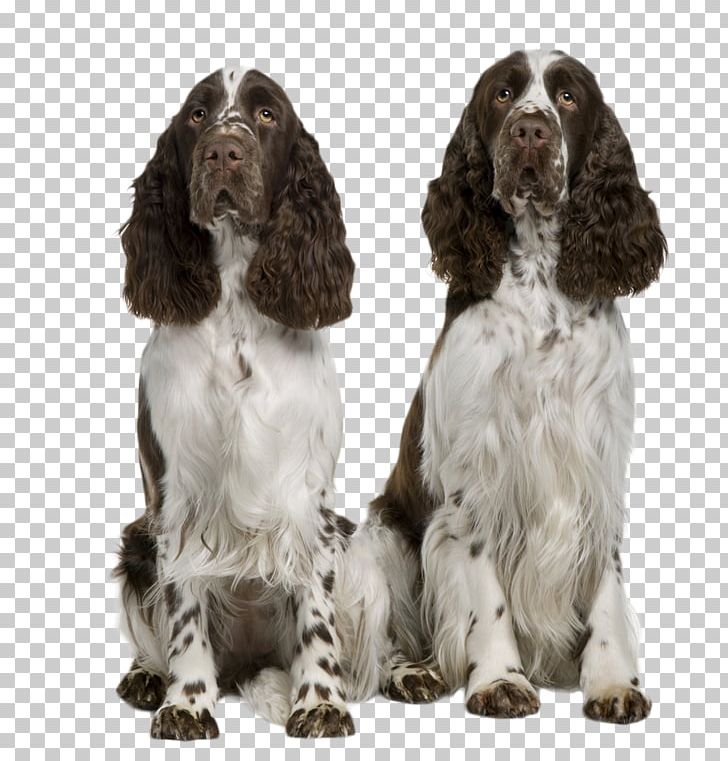 The English Springer Spaniel Welsh Springer Spaniel Puppy King Charles Spaniel PNG, Clipart, Affectionate, American Cocker Spaniel, Animals, Breed, Carnivoran Free PNG Download